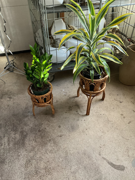 Burnt Tortoise Plant Holder Duo